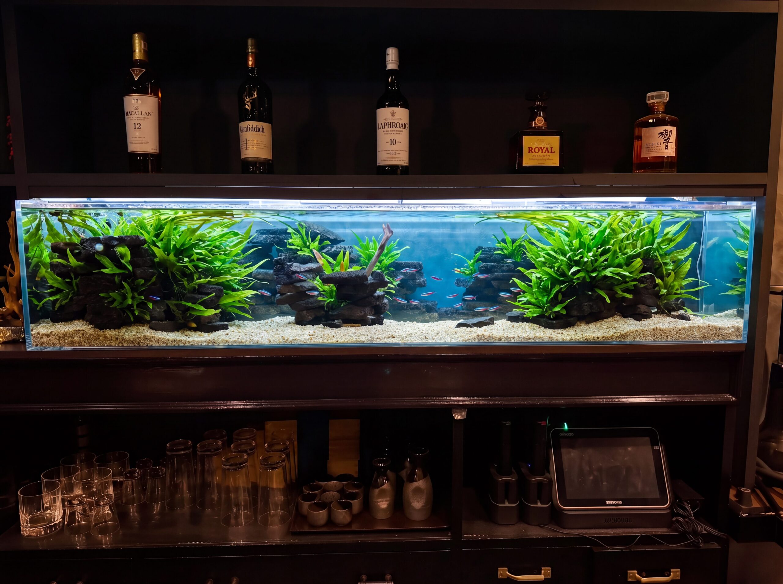 アクアリウム熱帯魚水槽